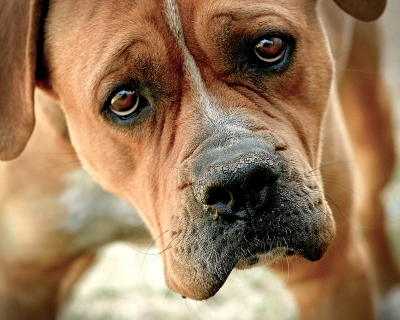 Cs2g8137 - Professional Animals photography by Bobby Shull