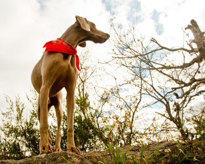 Cs2g8146 - Professional Animals photography by Bobby Shull