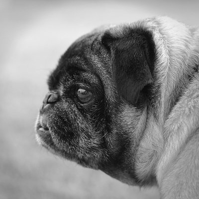 Image 3215 - Professional Animals photography by Bobby Shull