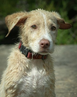 Image 532 - Professional Animals photography by Bobby Shull