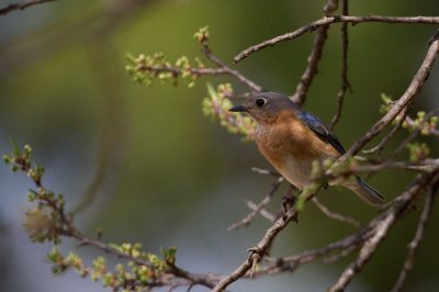 Image 5463 - Professional Birds photography by Bobby Shull