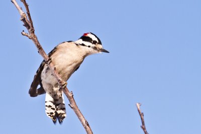 Image 5944 - Professional Birds photography by Bobby Shull