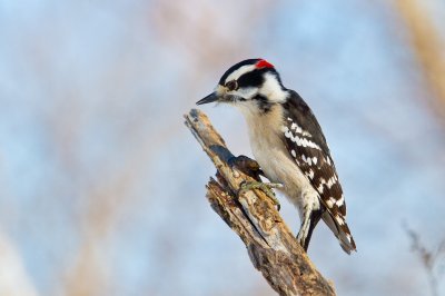 Image 5964 - Professional Birds photography by Bobby Shull