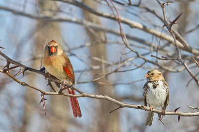 Image 5990 - Professional Birds photography by Bobby Shull