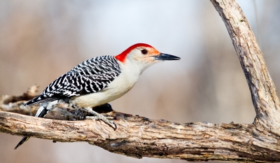 Image 6123 - Professional Birds photography by Bobby Shull