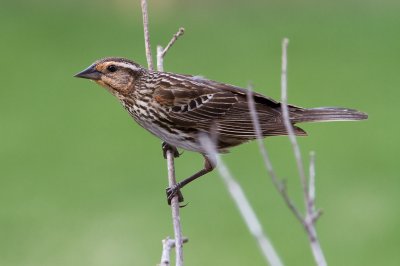 Image 9023 - Professional Birds photography by Bobby Shull