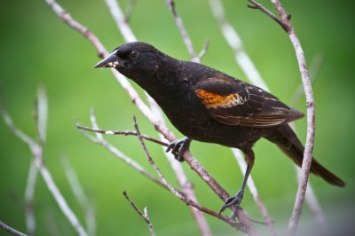 Image 9126 - Professional Birds photography by Bobby Shull