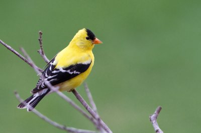 Image 9149 - Professional Birds photography by Bobby Shull