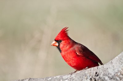 Image 9370 - Professional Birds photography by Bobby Shull