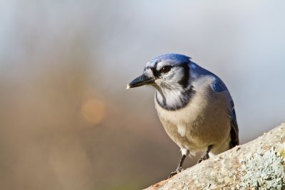 Image 9498 - Professional Birds photography by Bobby Shull