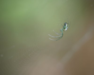 Bs102 - Professional Macro photography by Bobby Shull