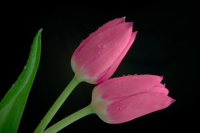 Crw 5227 - Professional Macro photography by Bobby Shull