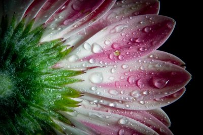 Crw 5236 - Professional Macro photography by Bobby Shull