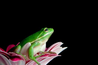 Crw 5366 - Professional Macro photography by Bobby Shull