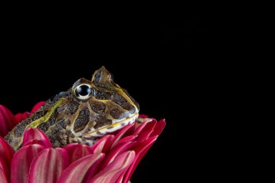 Crw 8127 - Professional Macro photography by Bobby Shull