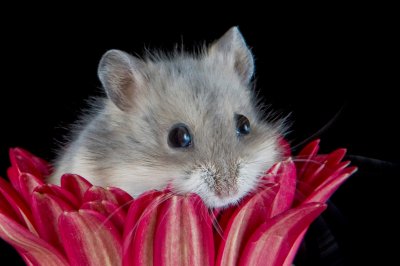 Crw 8143 - Professional Macro photography by Bobby Shull