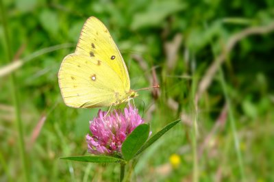 Dscf2067 - Professional Macro photography by Bobby Shull