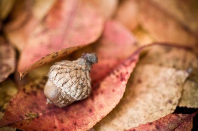 Image 0260 - Professional Macro photography by Bobby Shull