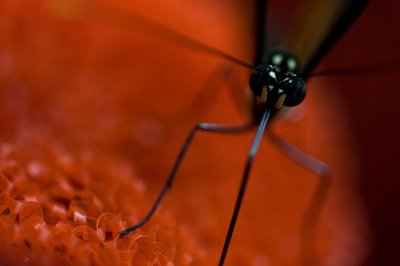 Image 0402 - Professional Macro photography by Bobby Shull