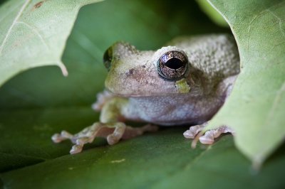 Image 0557 - Professional Macro photography by Bobby Shull