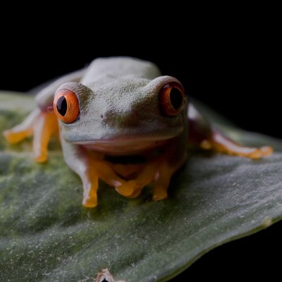 Image 7873 - Professional Macro photography by Bobby Shull