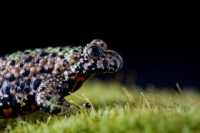 Image 9017 - Professional Macro photography by Bobby Shull