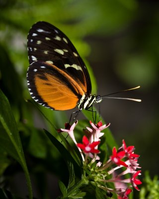 Image 9413 - Professional Macro photography by Bobby Shull
