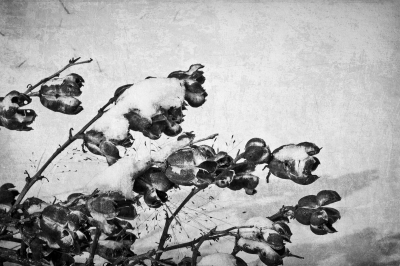 Image 4692 - Professional photography by Bobby Shull