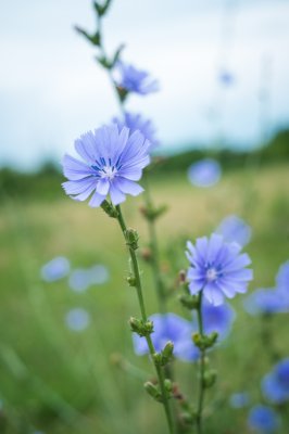 Dscf2666 - Professional Wildflowers photography by Bobby Shull