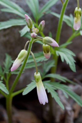 Image 4126 - Professional Wildflowers photography by Bobby Shull