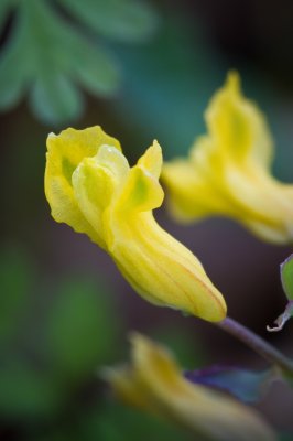 Image 4228 - Professional Wildflowers photography by Bobby Shull