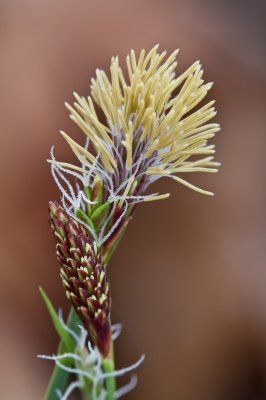 Image 5542 - Professional Wildflowers photography by Bobby Shull