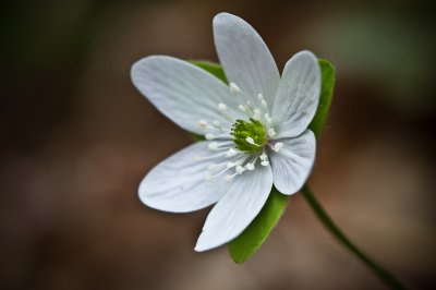 Image 5582 - Professional Wildflowers photography by Bobby Shull
