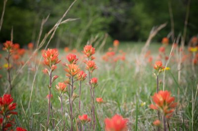 Image 6901 - Professional Wildflowers photography by Bobby Shull
