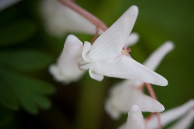 Image 7177 - Professional Wildflowers photography by Bobby Shull