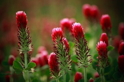 Image 7880 - Professional Wildflowers photography by Bobby Shull