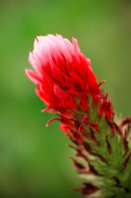 Image 7901 - Professional Wildflowers photography by Bobby Shull