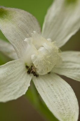 Image 8014 - Professional Wildflowers photography by Bobby Shull