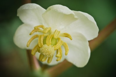 Image 8050 - Professional Wildflowers photography by Bobby Shull