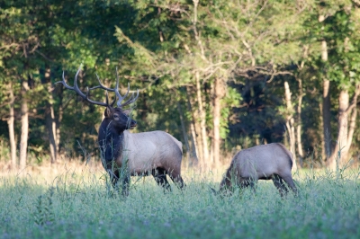Crw 00012 - Professional Wildlife photography by Bobby Shull