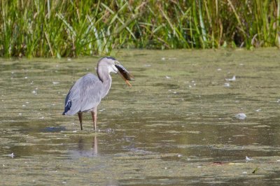 Image 0220 - Professional Wildlife photography by Bobby Shull