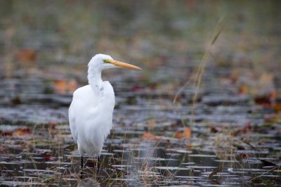 Image 0480 - Professional Wildlife photography by Bobby Shull
