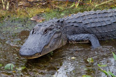 Image 0538 - Professional Wildlife photography by Bobby Shull