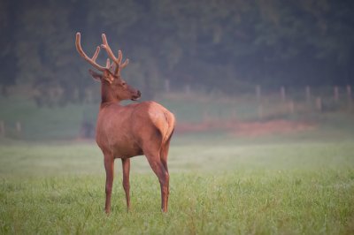 Image 0967 - Professional Wildlife photography by Bobby Shull