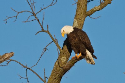 Image 1220 - Professional Wildlife photography by Bobby Shull