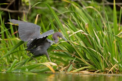 Image 2084 - Professional Wildlife photography by Bobby Shull