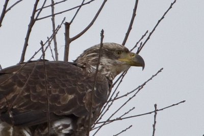 Image 2110 - Professional Wildlife photography by Bobby Shull
