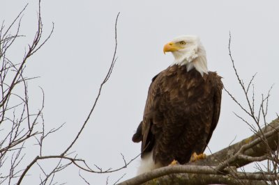 Image 2277 - Professional Wildlife photography by Bobby Shull