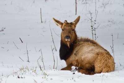Image 2522 - Professional Wildlife photography by Bobby Shull