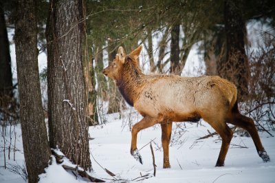 Image 2565 - Professional Wildlife photography by Bobby Shull